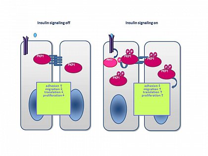 summary of plakophilin 1 regulation by insulin/AKT2 signaling